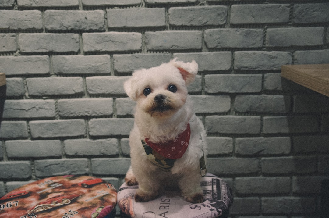Photo Puppy, Maltese